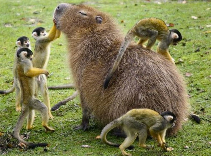 12360238_1024368744251532_8446625084496209174_n